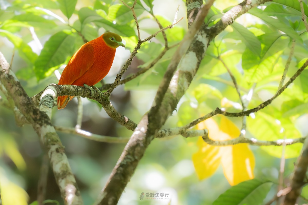 Orange Dove - ML641676854