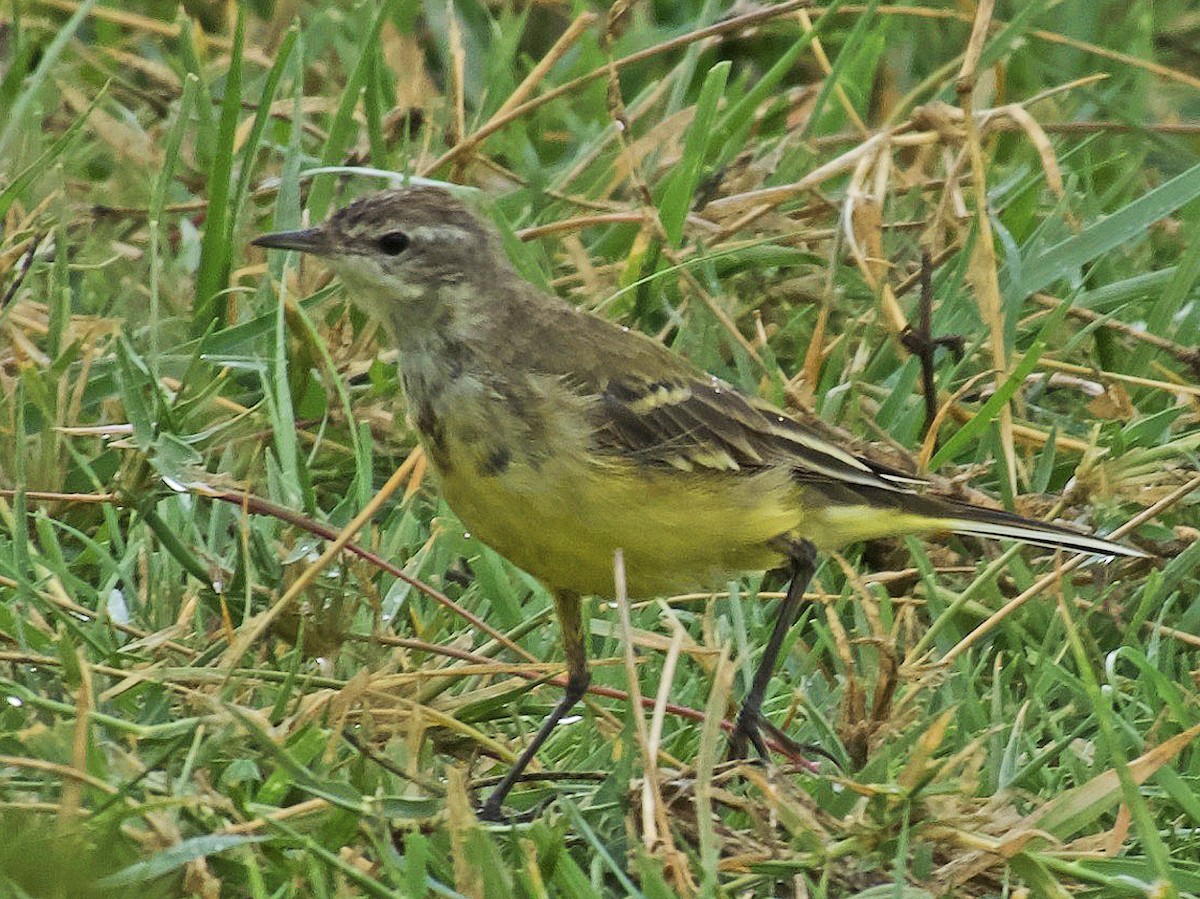 Western Yellow Wagtail - ML641676860