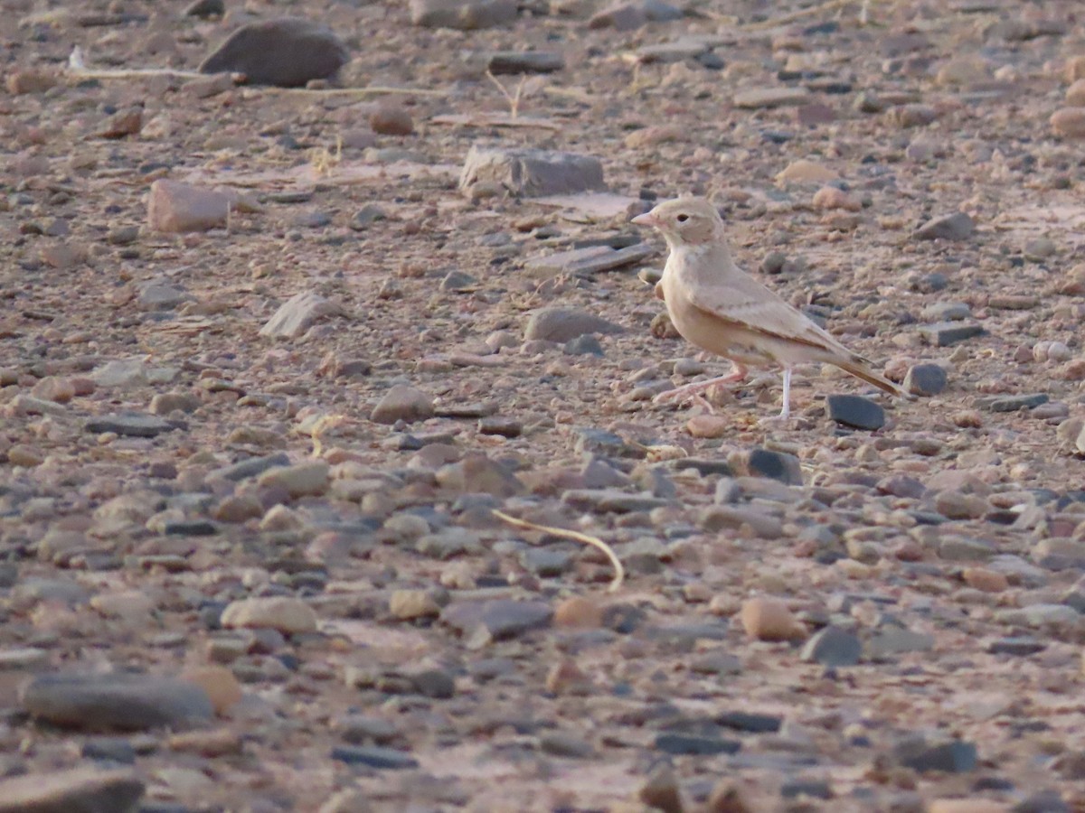 Bar-tailed Lark - ML641676881