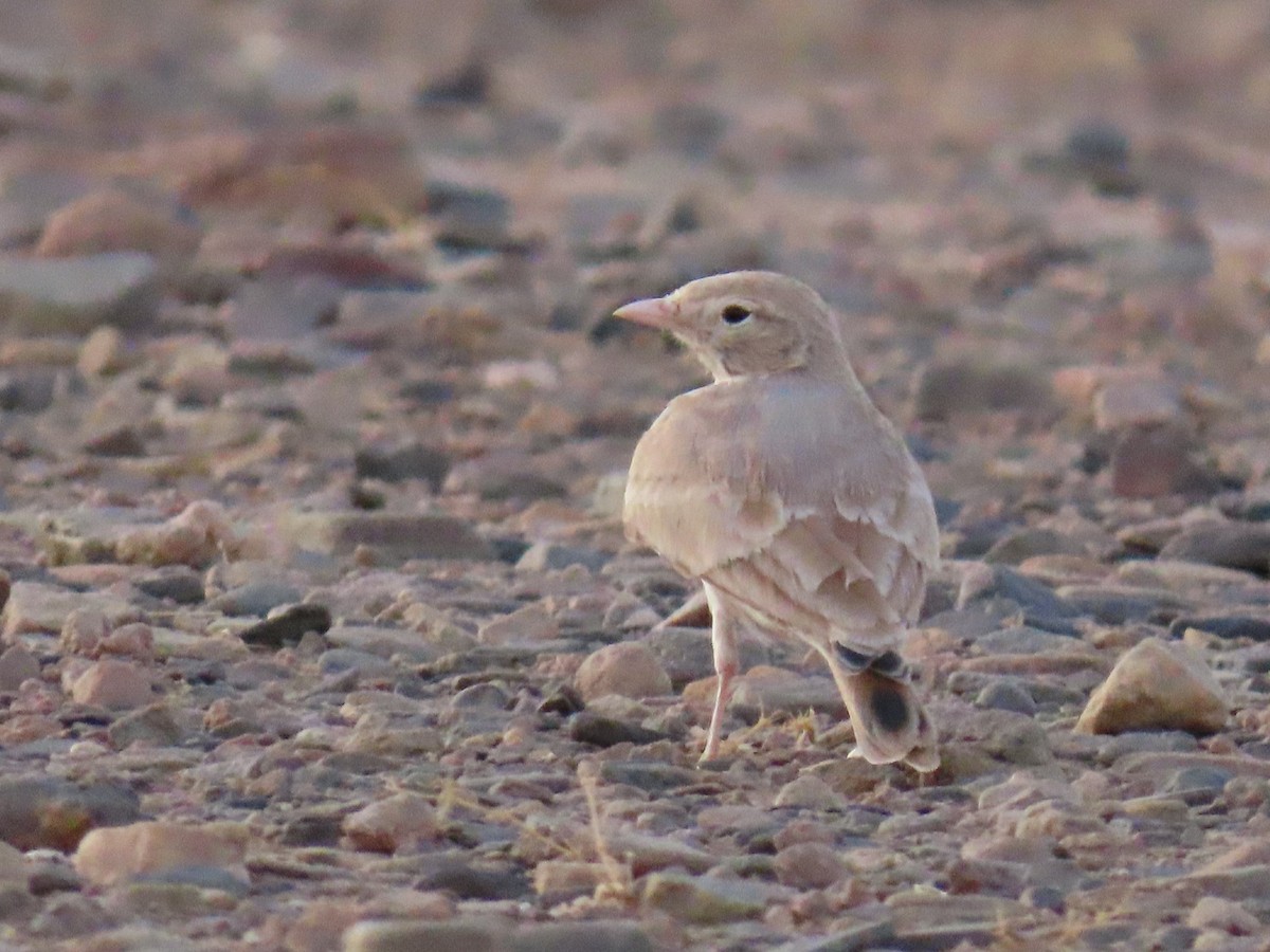 Bar-tailed Lark - ML641676882