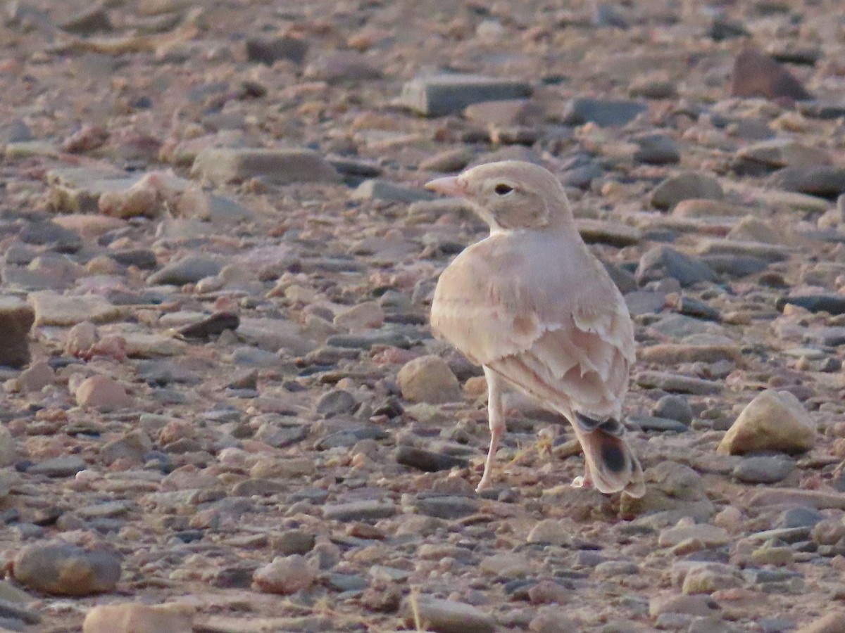Bar-tailed Lark - ML641676884