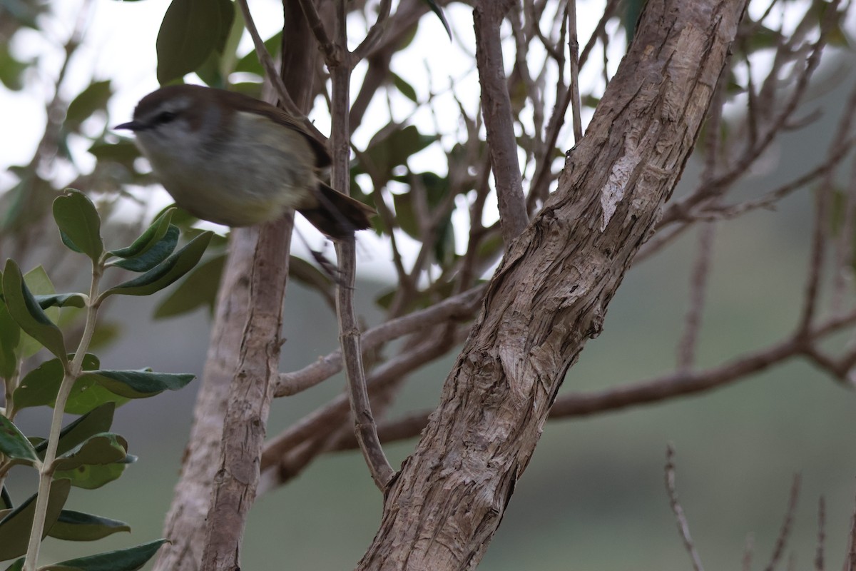 Chatham Islands Gerygone - ML641676922