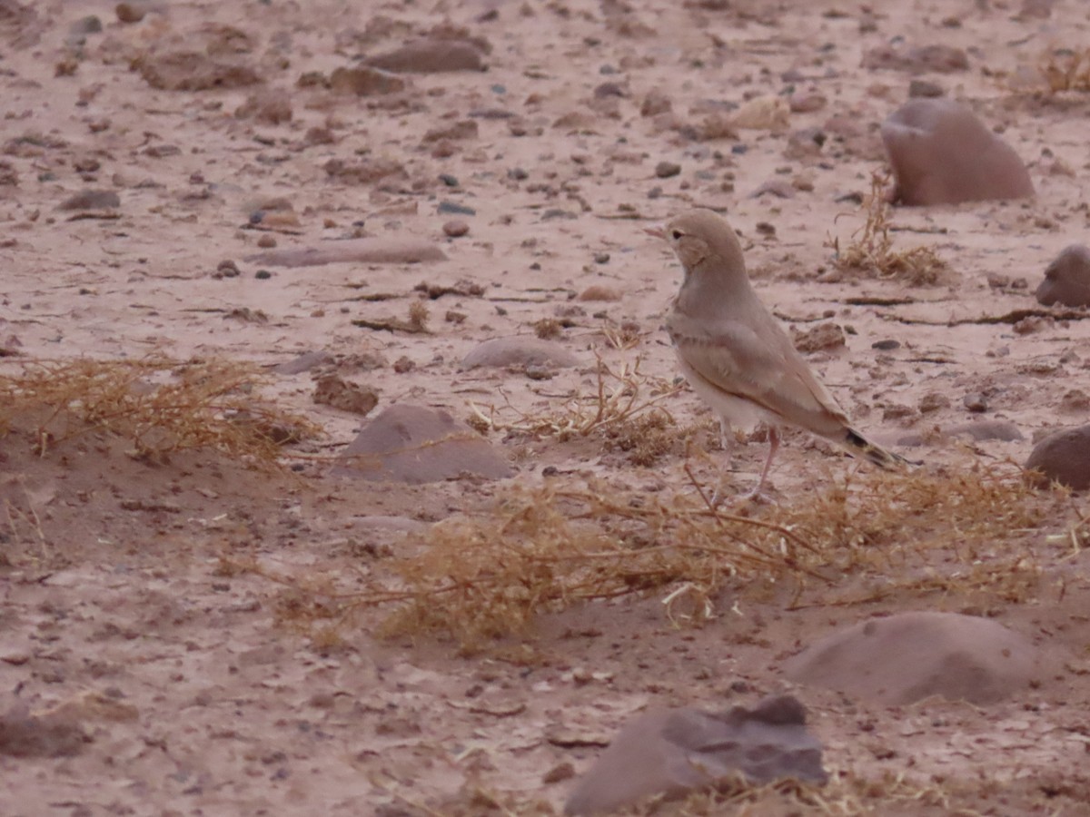 Bar-tailed Lark - ML641676931