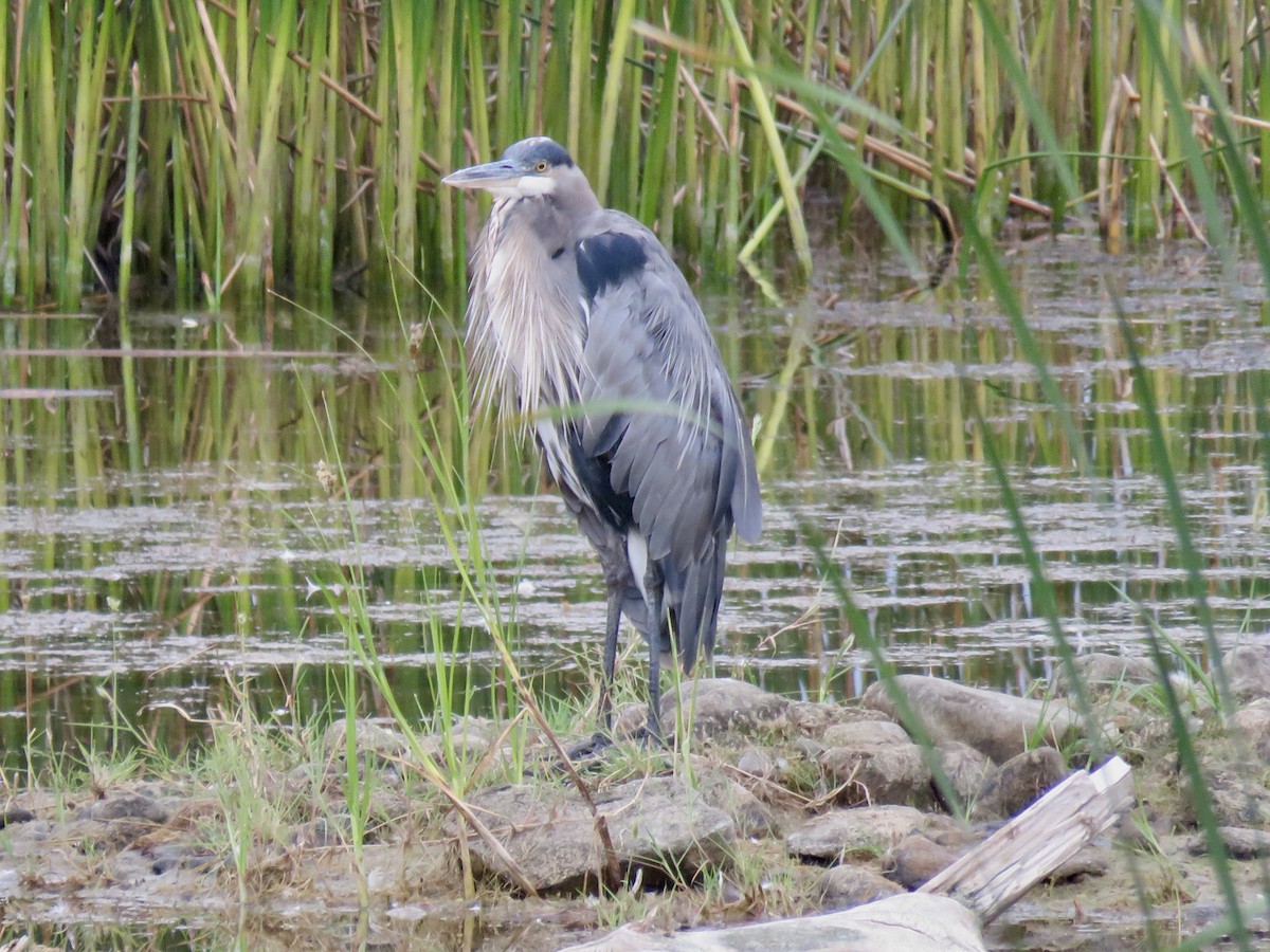 Garza Azulada - ML641676959