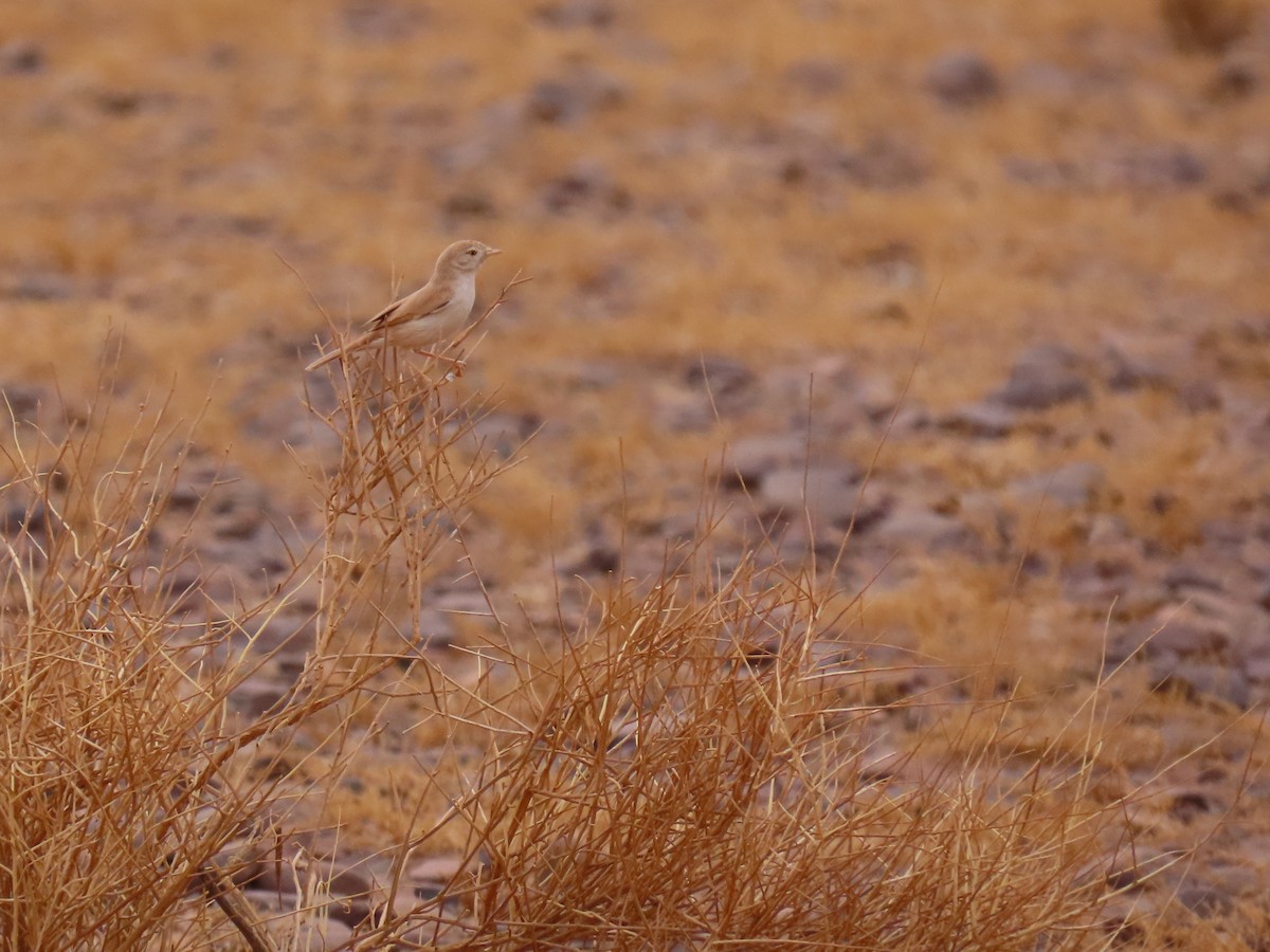 African Desert Warbler - ML641676963