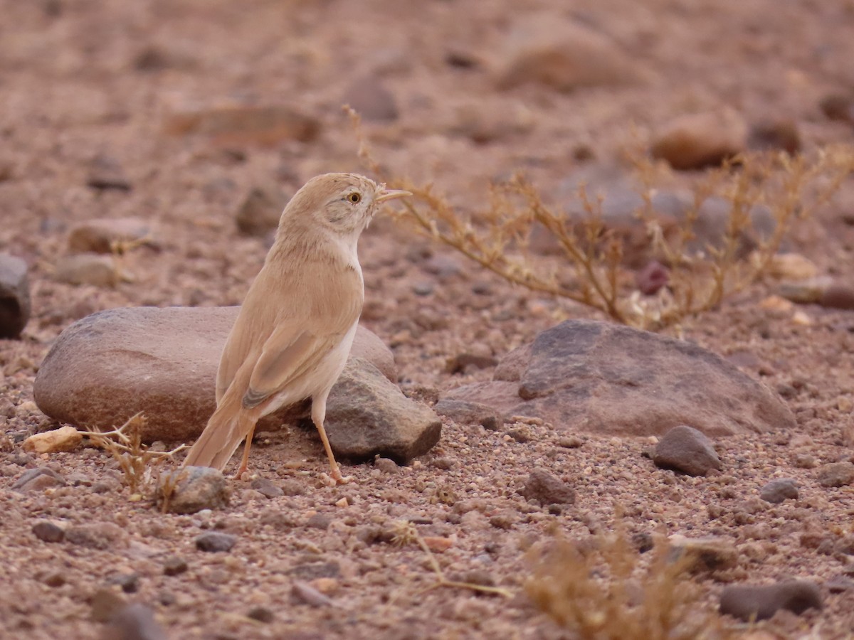 African Desert Warbler - ML641676966