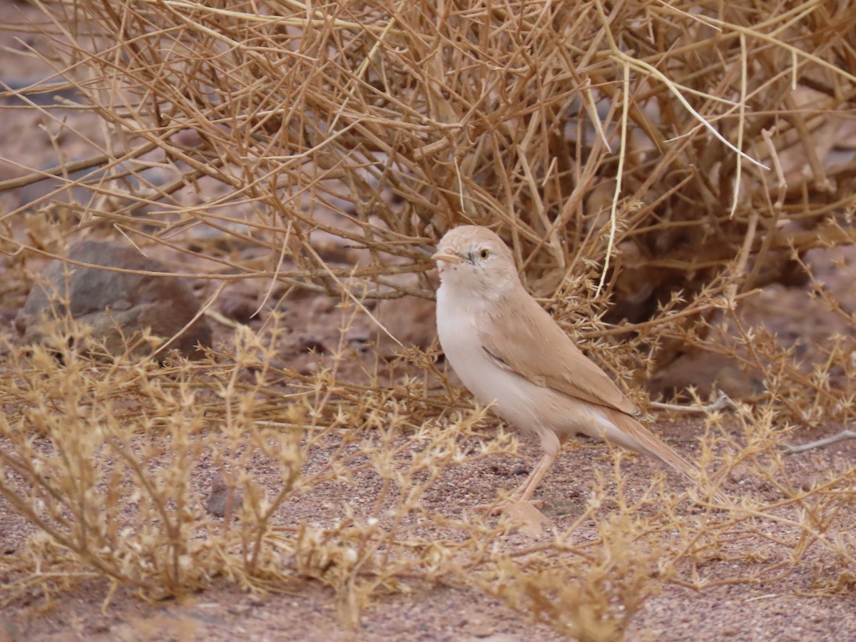 African Desert Warbler - ML641676970