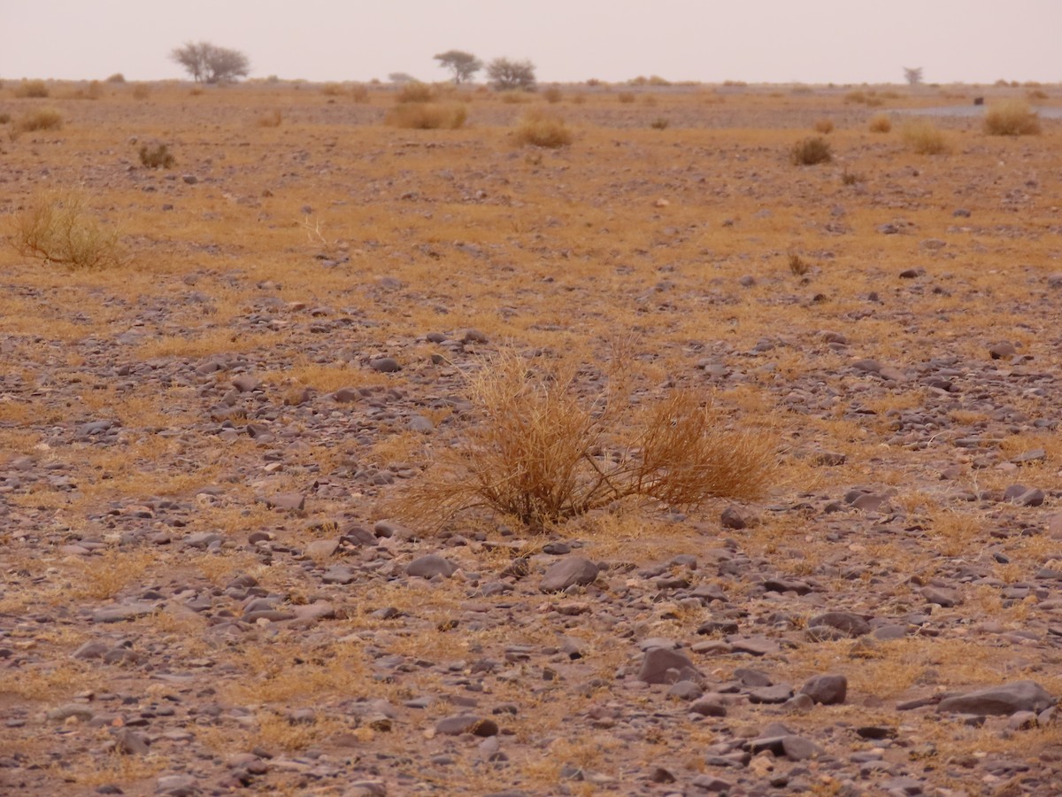 African Desert Warbler - ML641676971