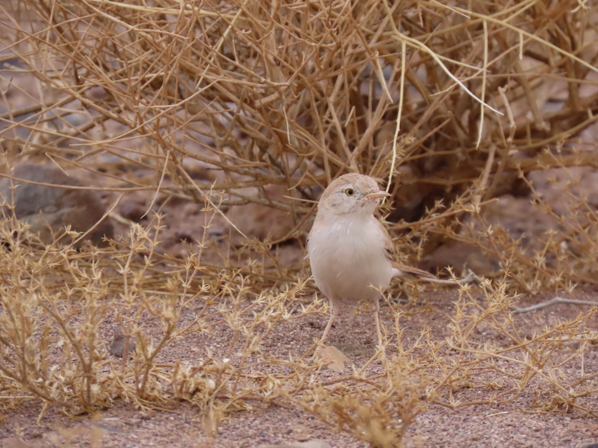 African Desert Warbler - ML641676972