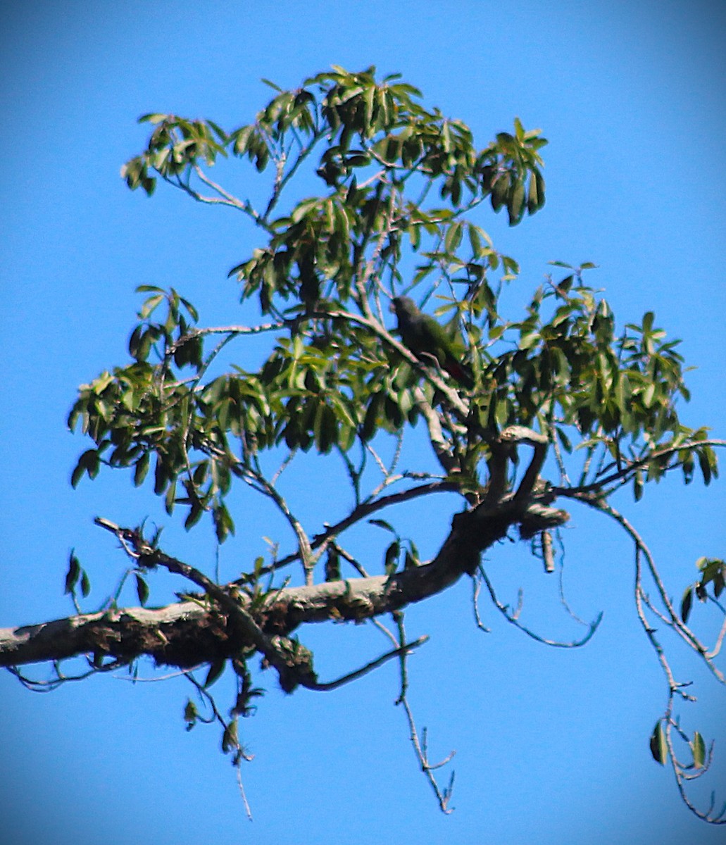 Scaly-headed Parrot - ML641676973