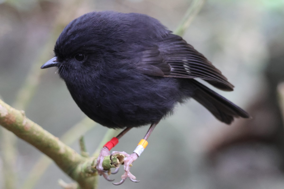 Black Robin - ML641676997