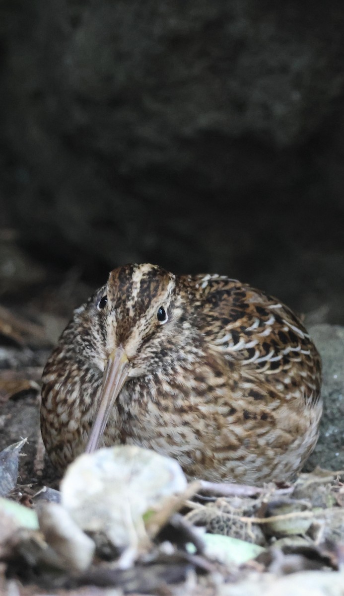 Chatham Islands Snipe - ML641677010