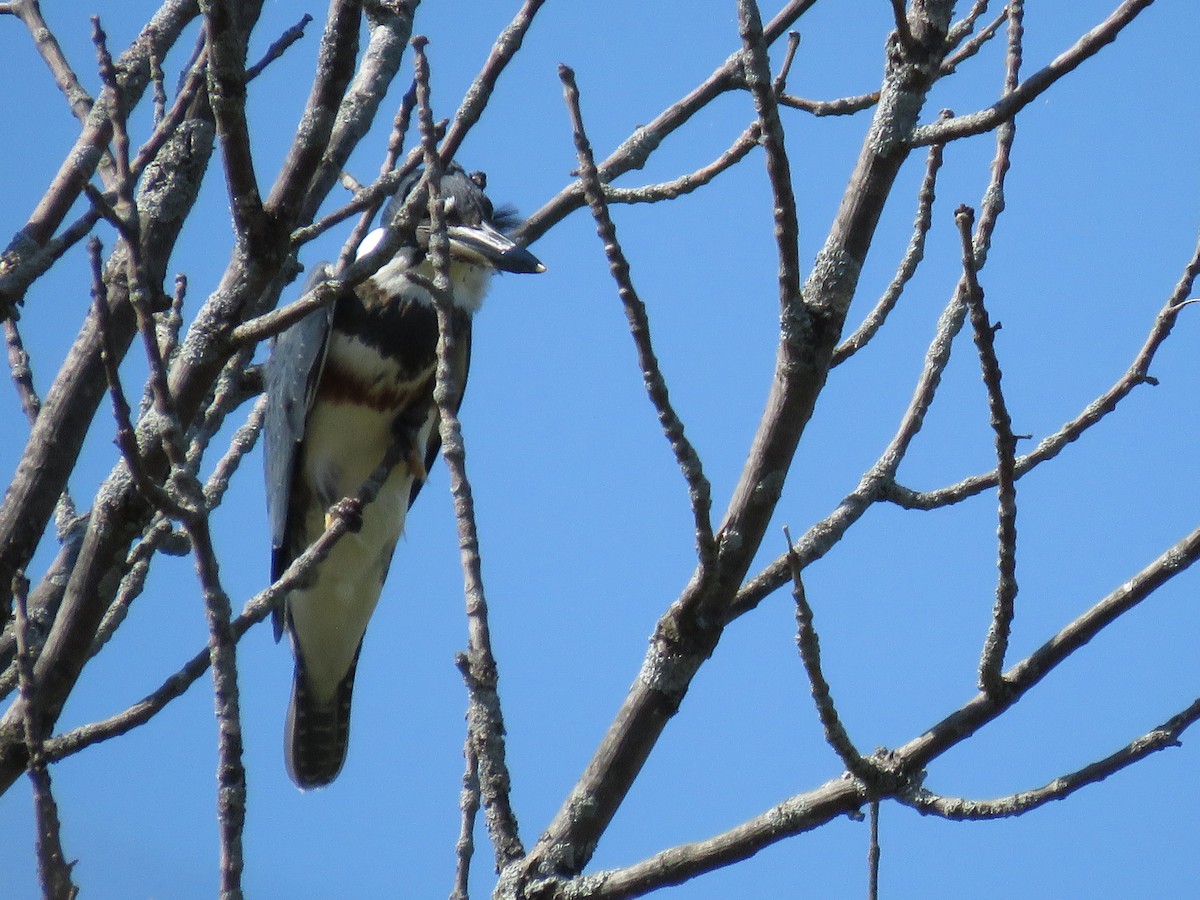 Belted Kingfisher - ML641677013