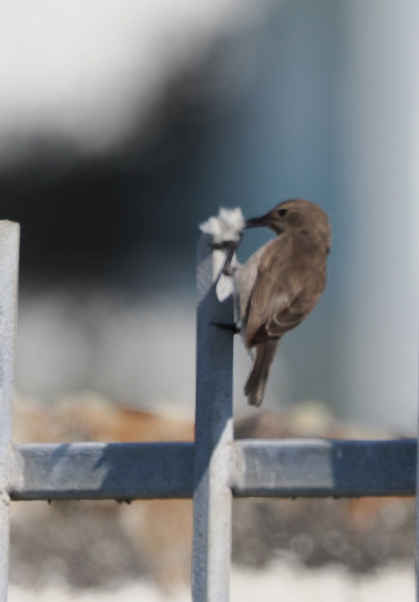 Southern Double-collared Sunbird - ML641677082