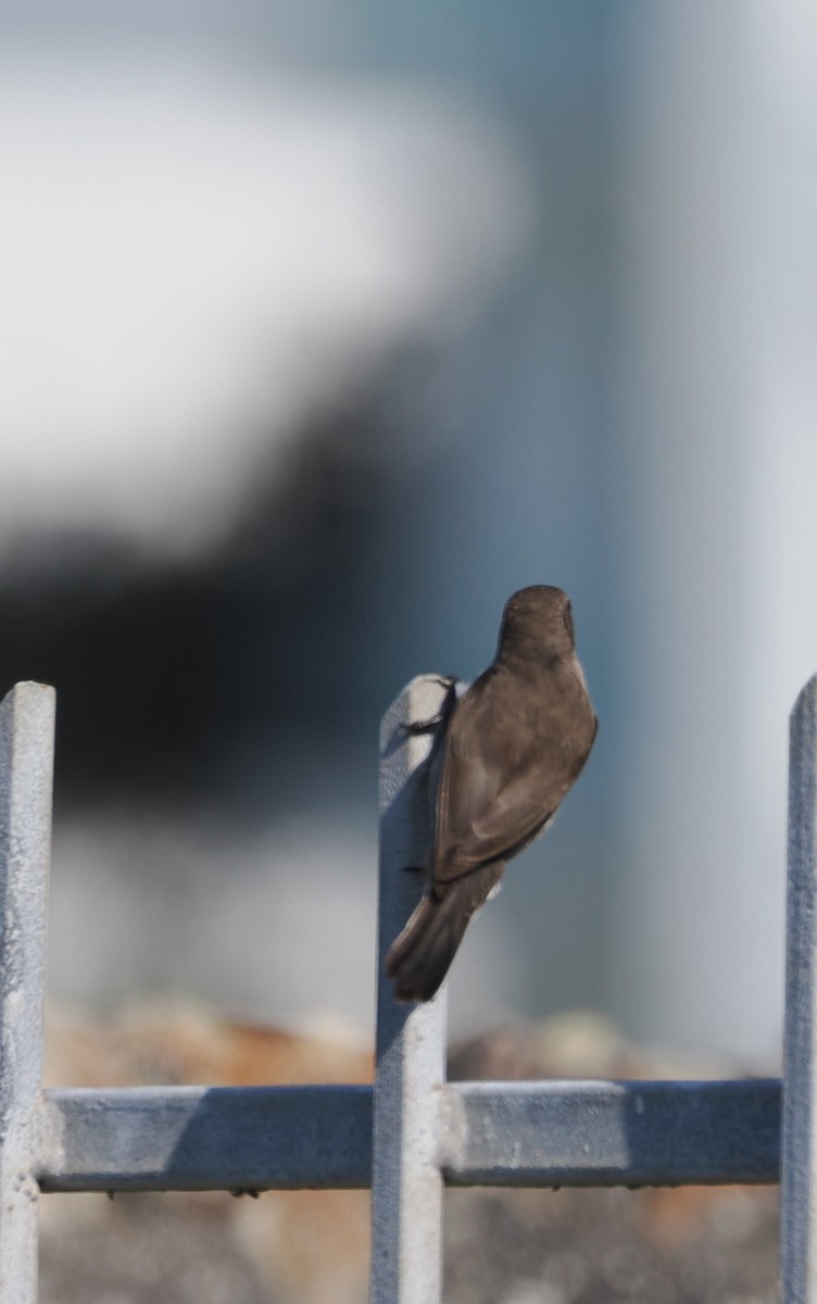 Southern Double-collared Sunbird - ML641677083