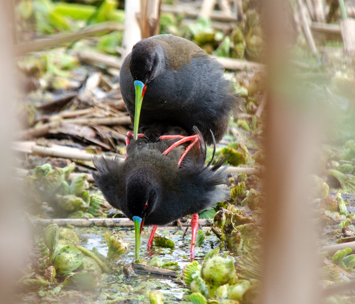 Plumbeous Rail - ML641677089