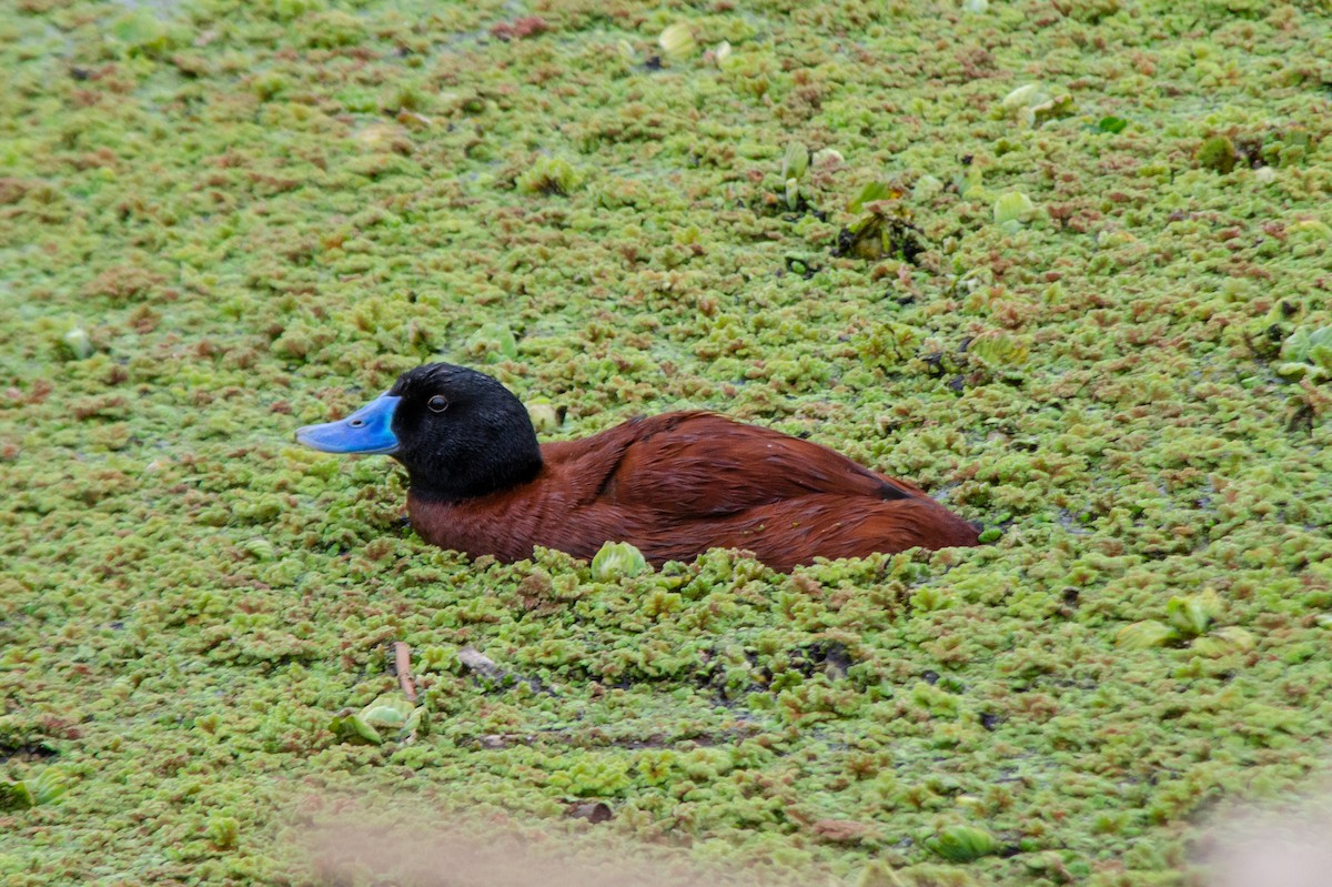 Lake Duck - ML641677102