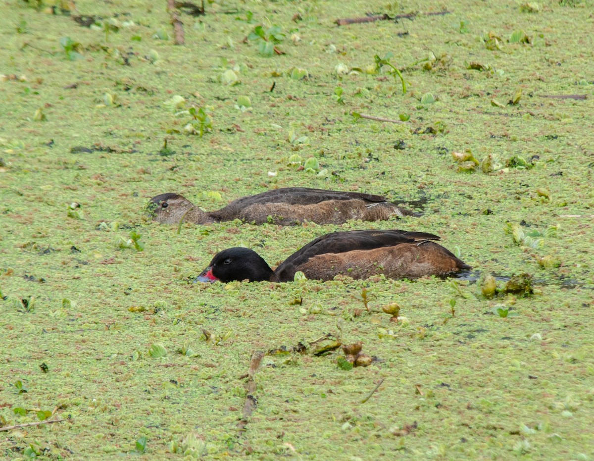 Black-headed Duck - ML641677111