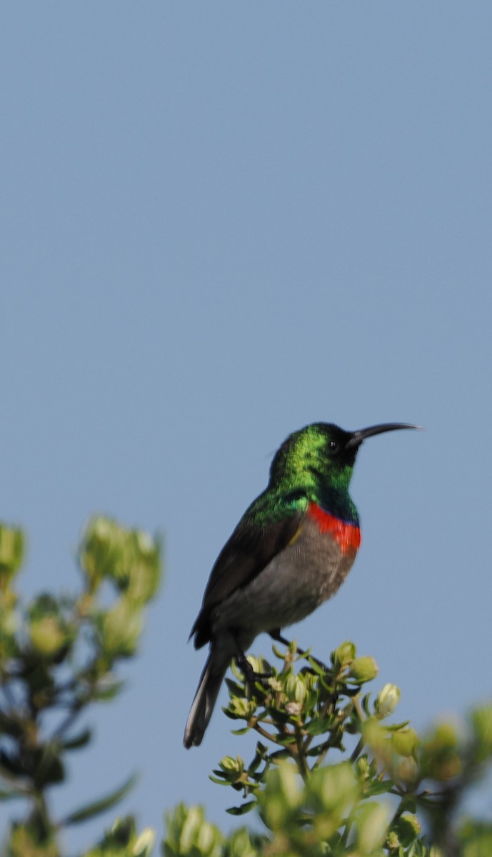 Southern Double-collared Sunbird - ML641677113