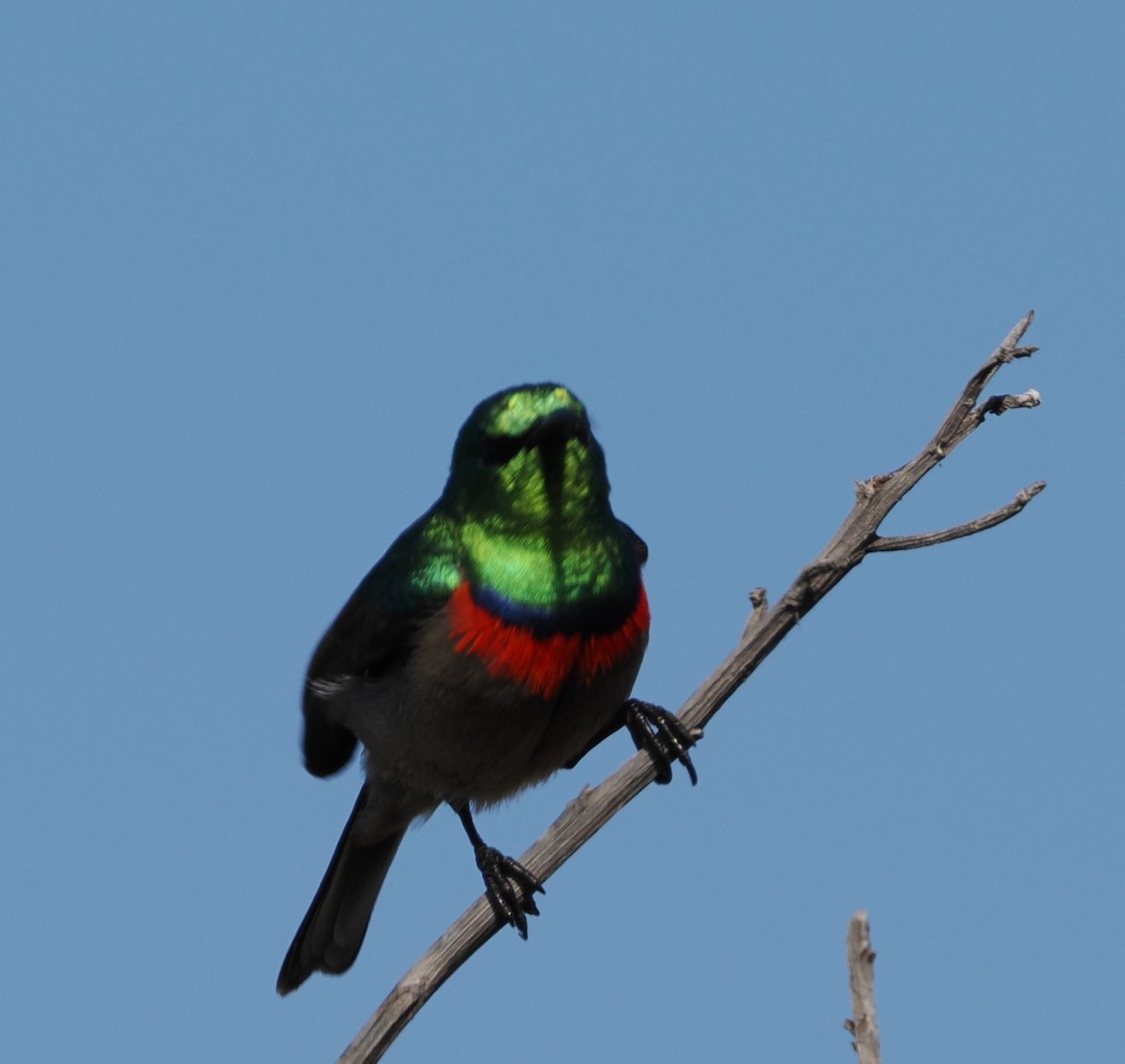 Southern Double-collared Sunbird - ML641677114