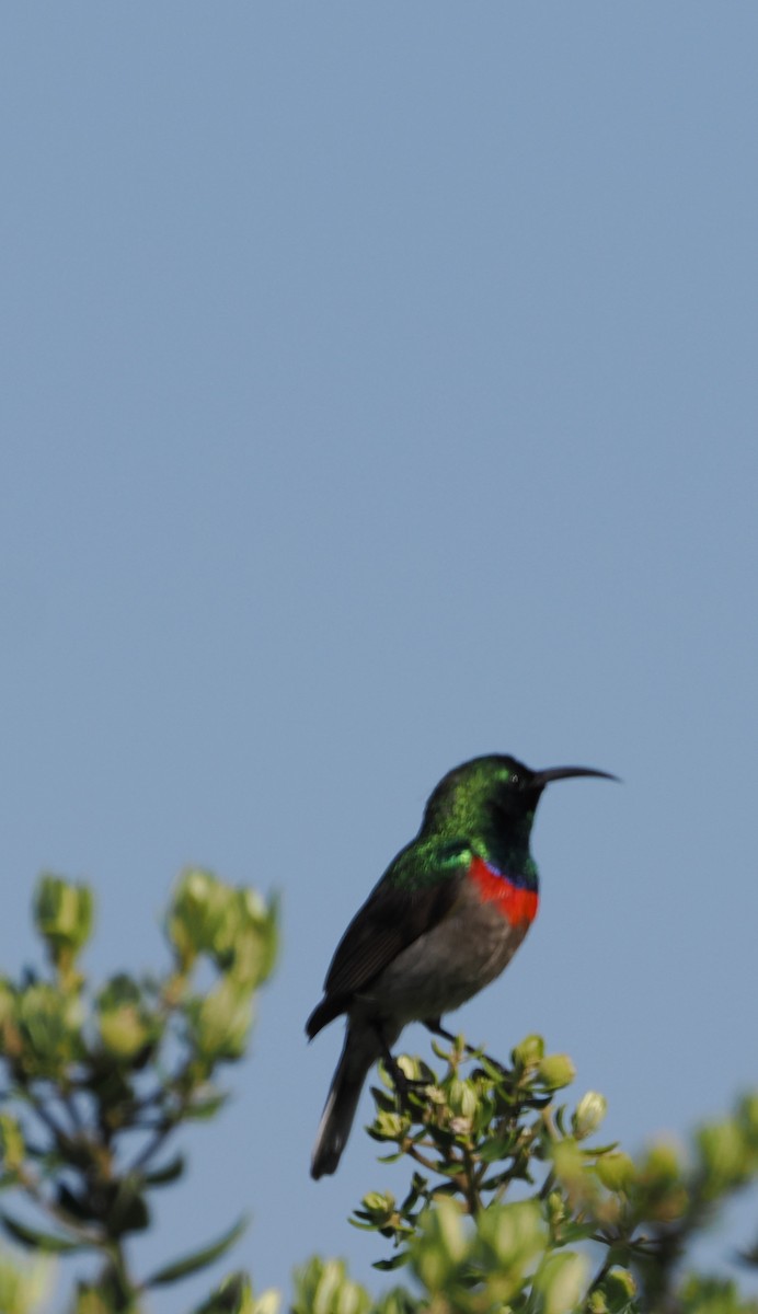 Southern Double-collared Sunbird - ML641677115
