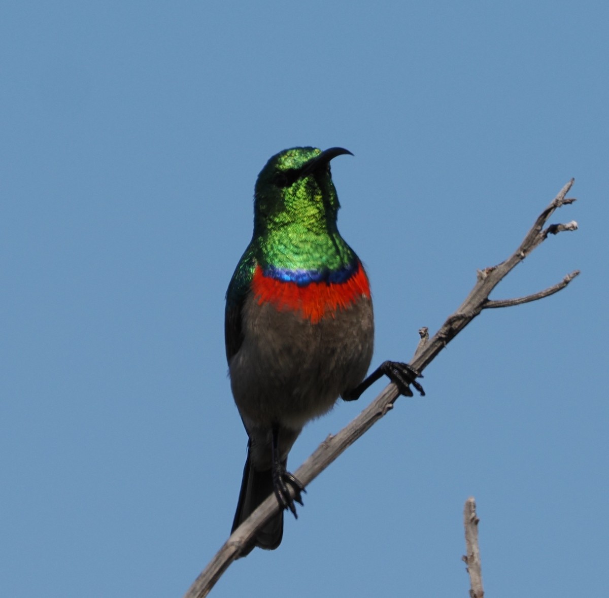 Southern Double-collared Sunbird - ML641677116