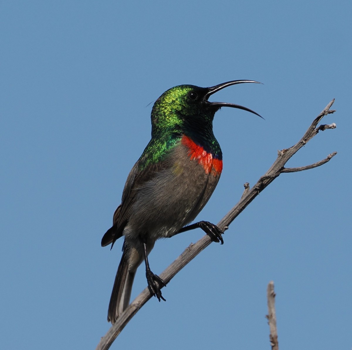 Southern Double-collared Sunbird - ML641677117