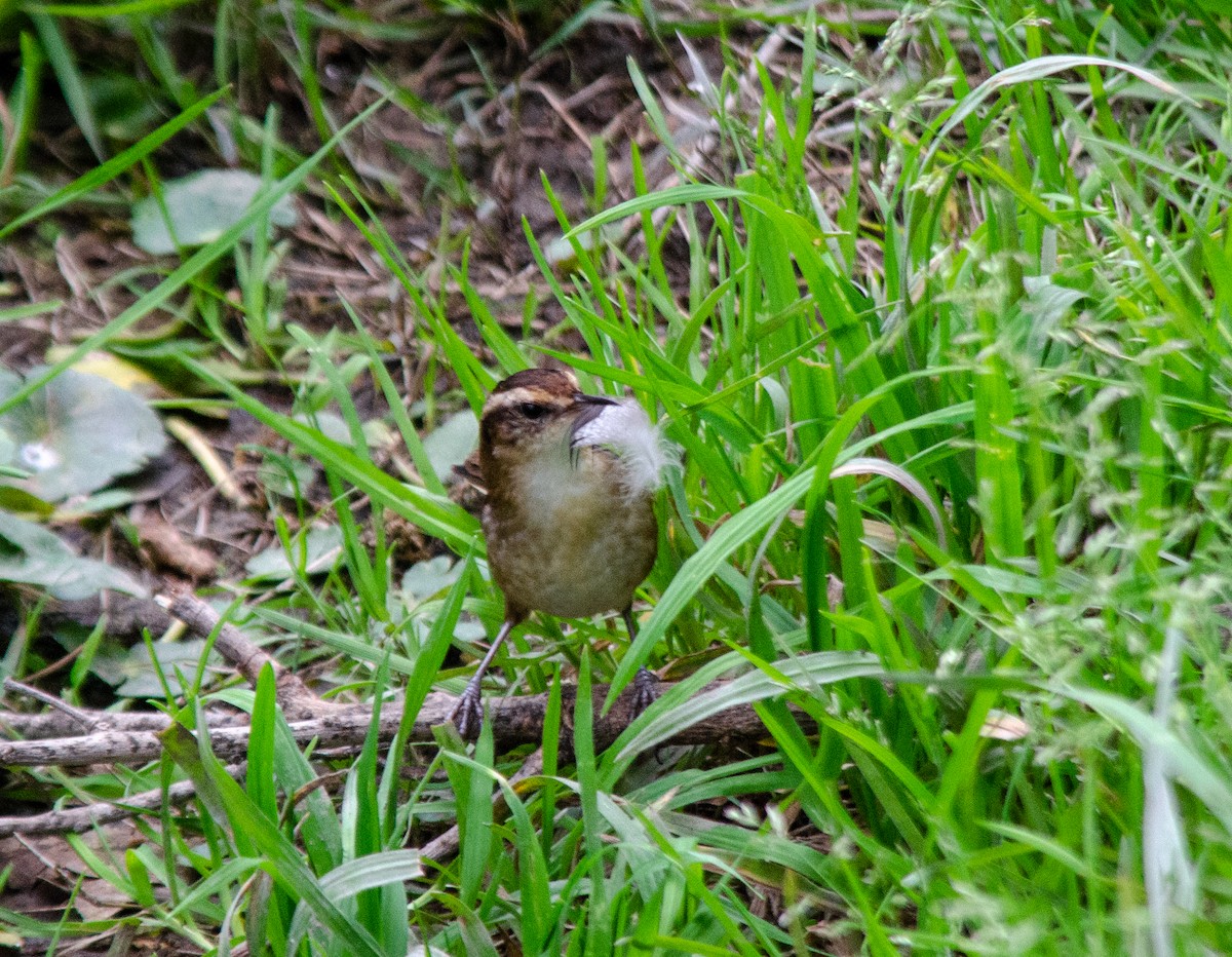 Wren-like Rushbird - ML641677123