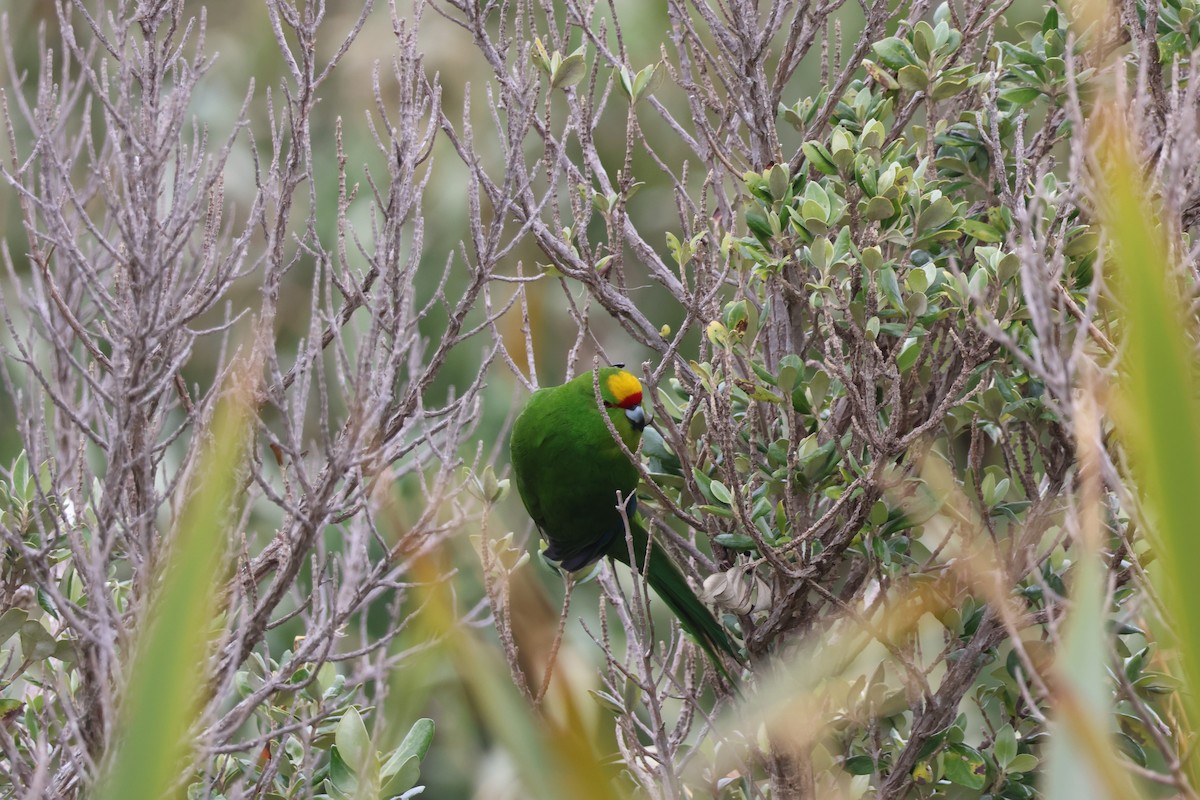Red-crowned x Chatham Islands Parakeet (hybrid) - ML641677154