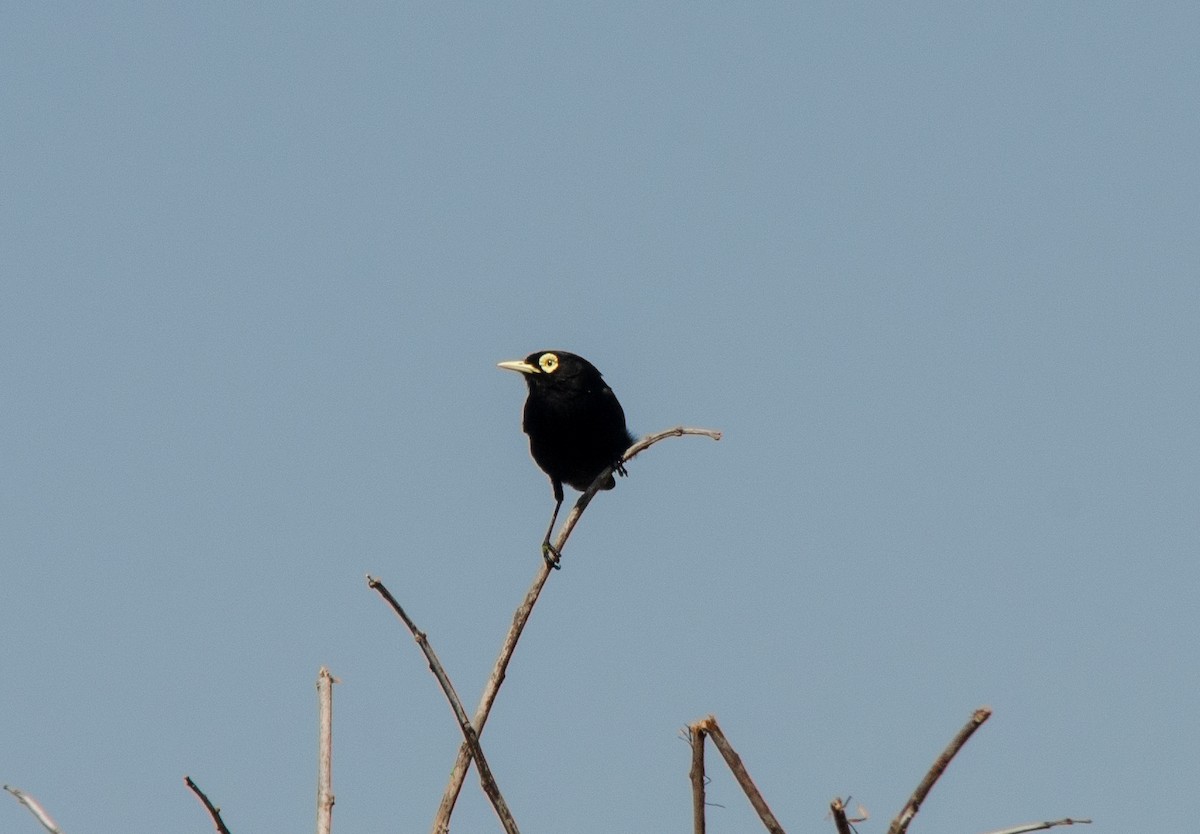 Spectacled Tyrant - ML641677158