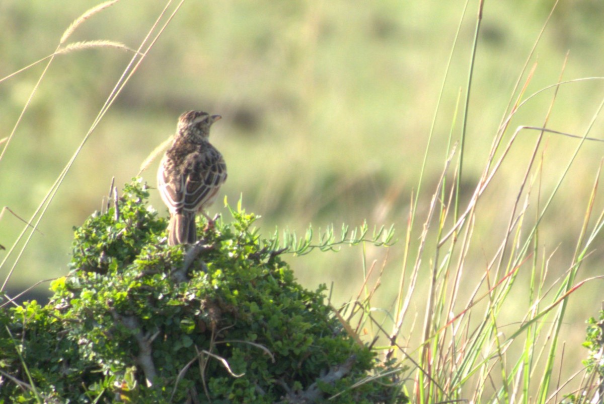 Rufous-naped Lark - ML641677169