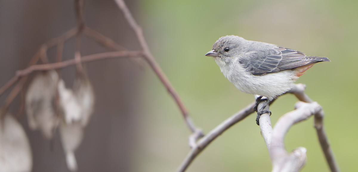 Mistletoebird - ML641677172