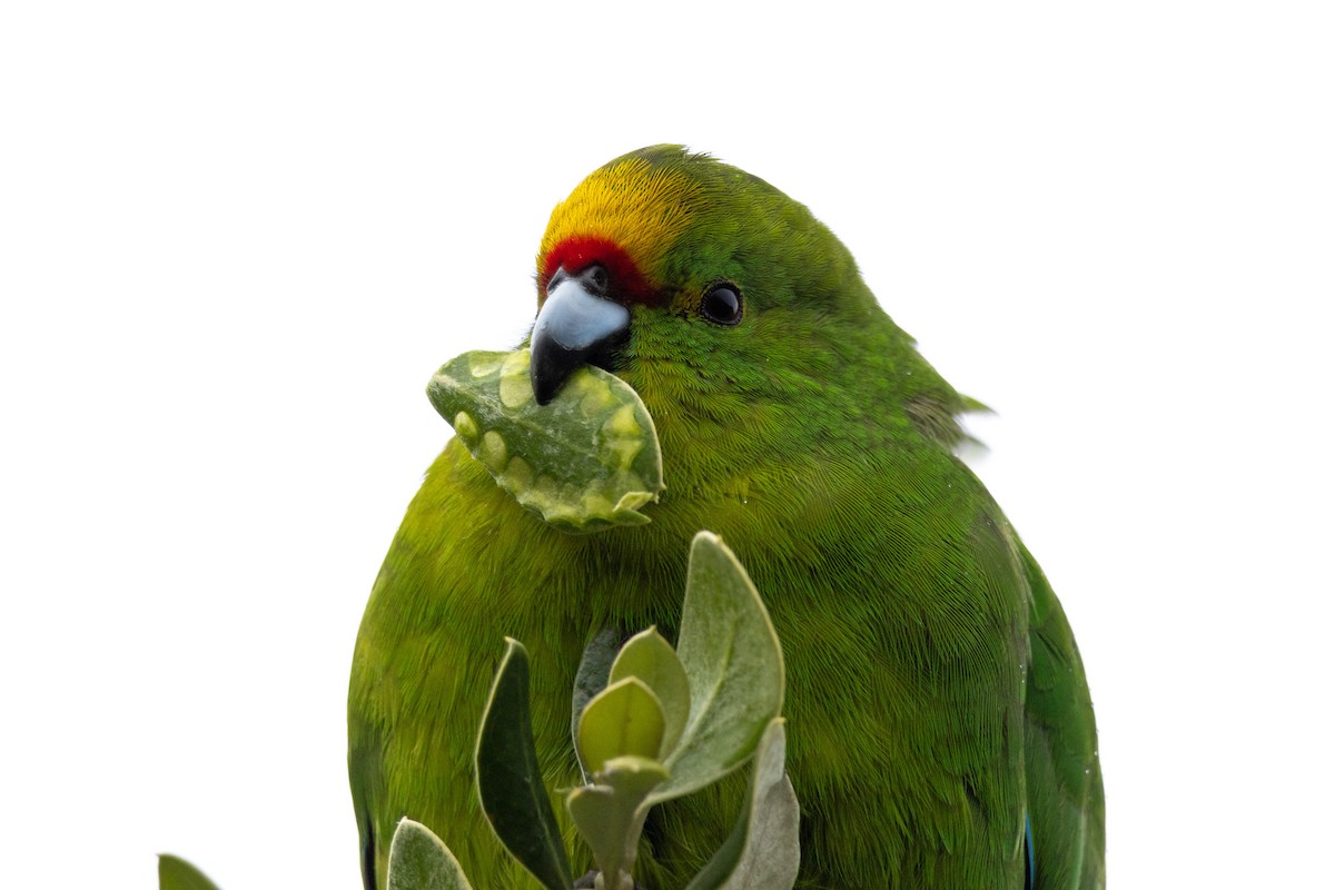 Chatham Islands Parakeet - ML641677202