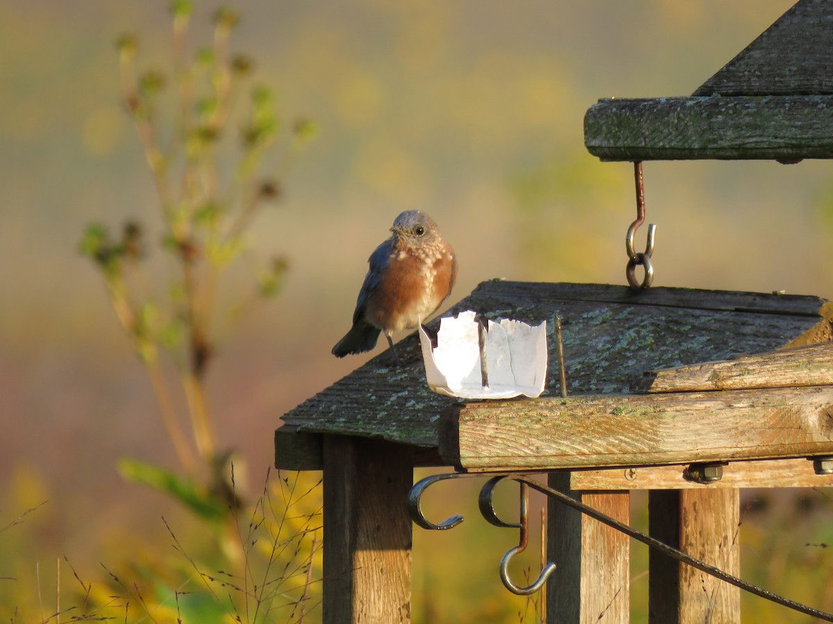 Eastern Bluebird - ML641677273