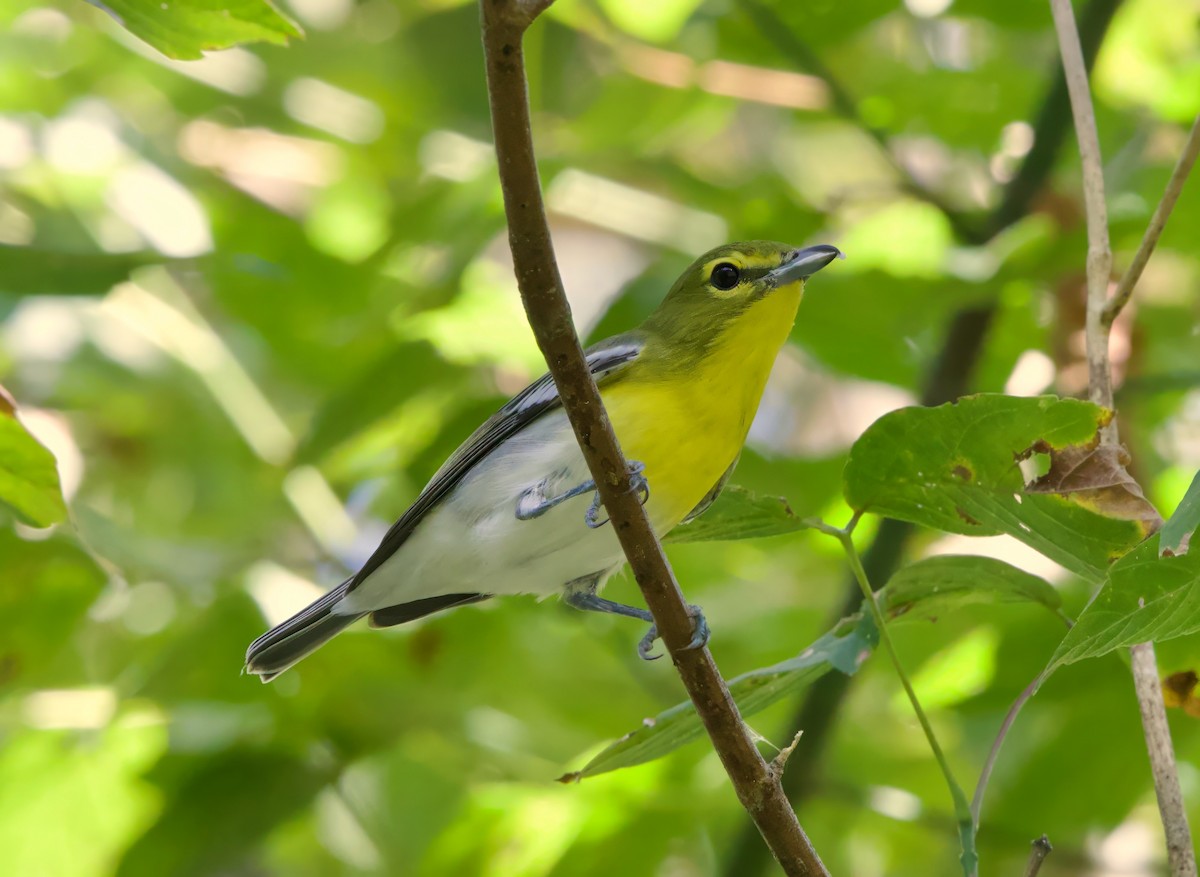 Viréo à gorge jaune - ML641677278
