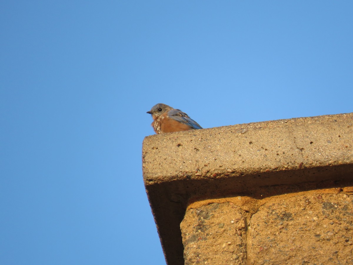 Eastern Bluebird - ML641677299