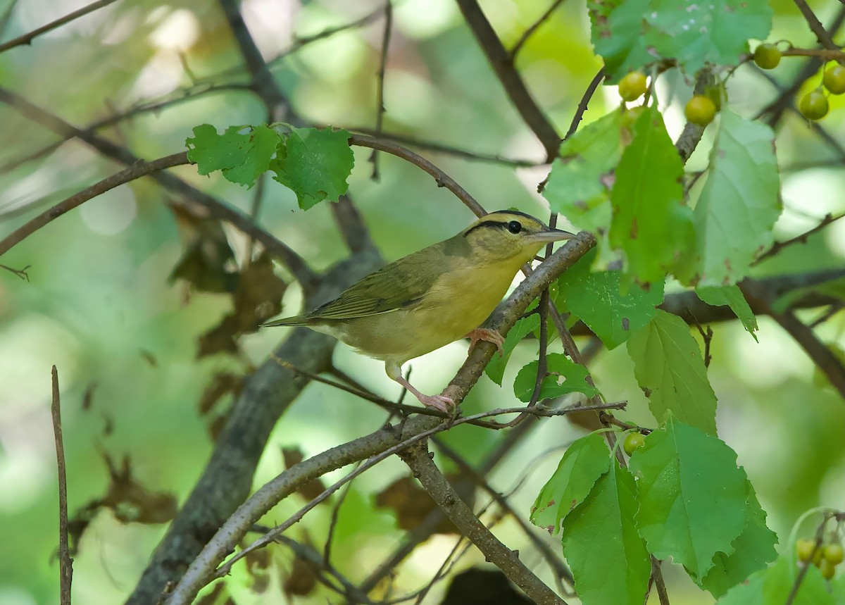 Paruline vermivore - ML641677303