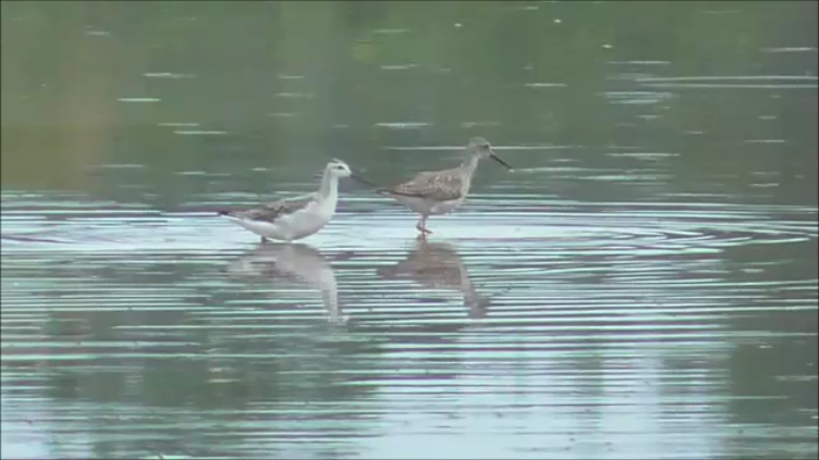 Wilson's Phalarope - ML641677331