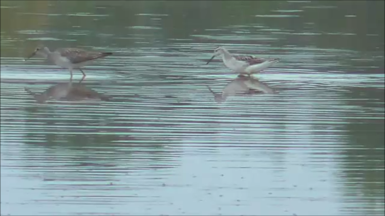 Wilson's Phalarope - ML641677332