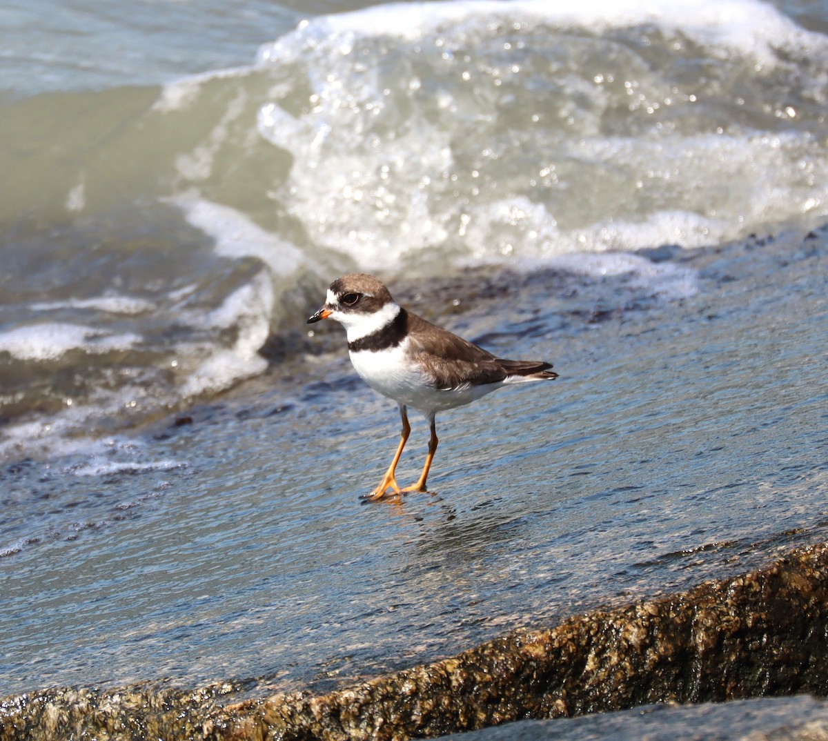 Semipalmated Plover - ML641677343