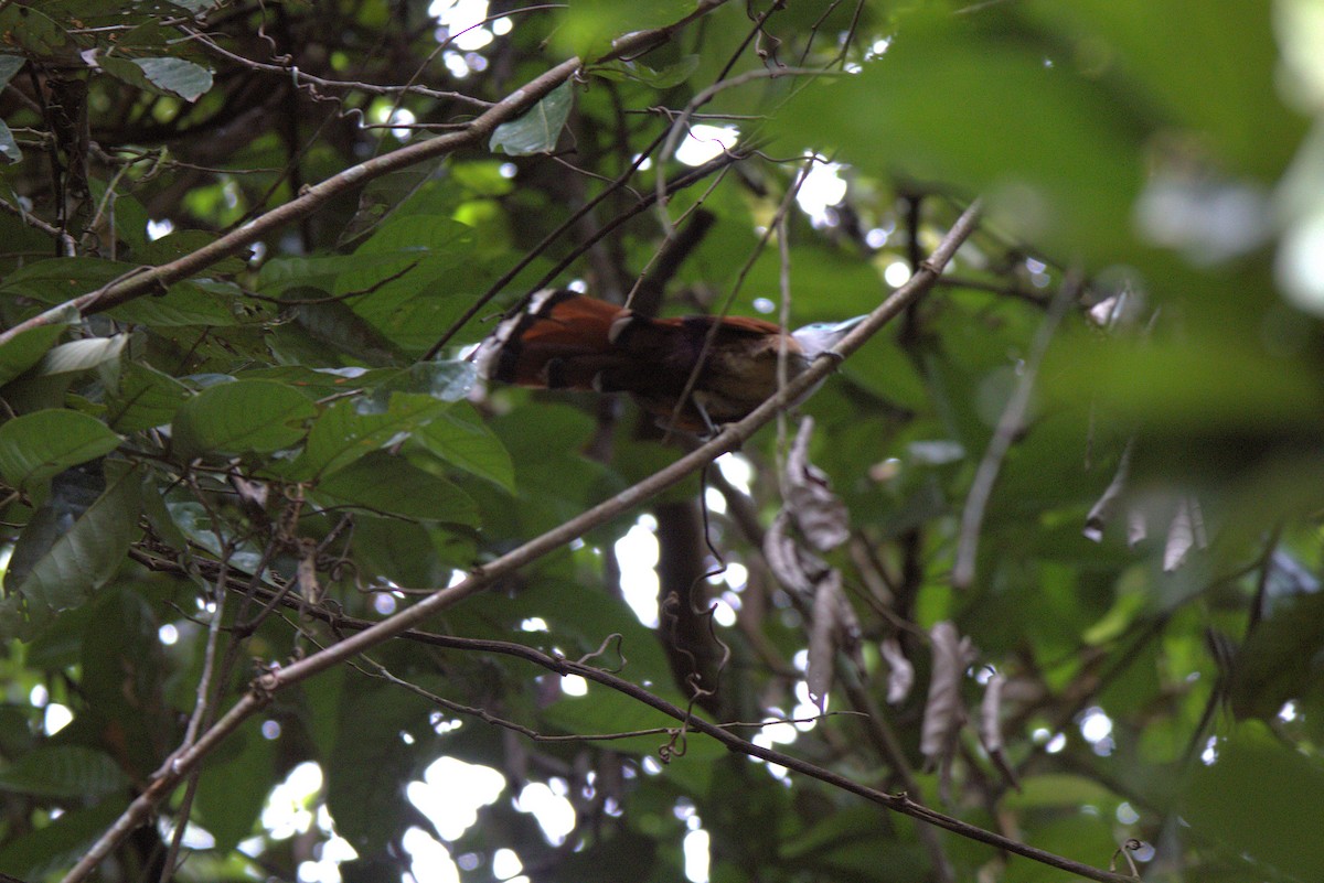 Raffles's Malkoha - ML641677350