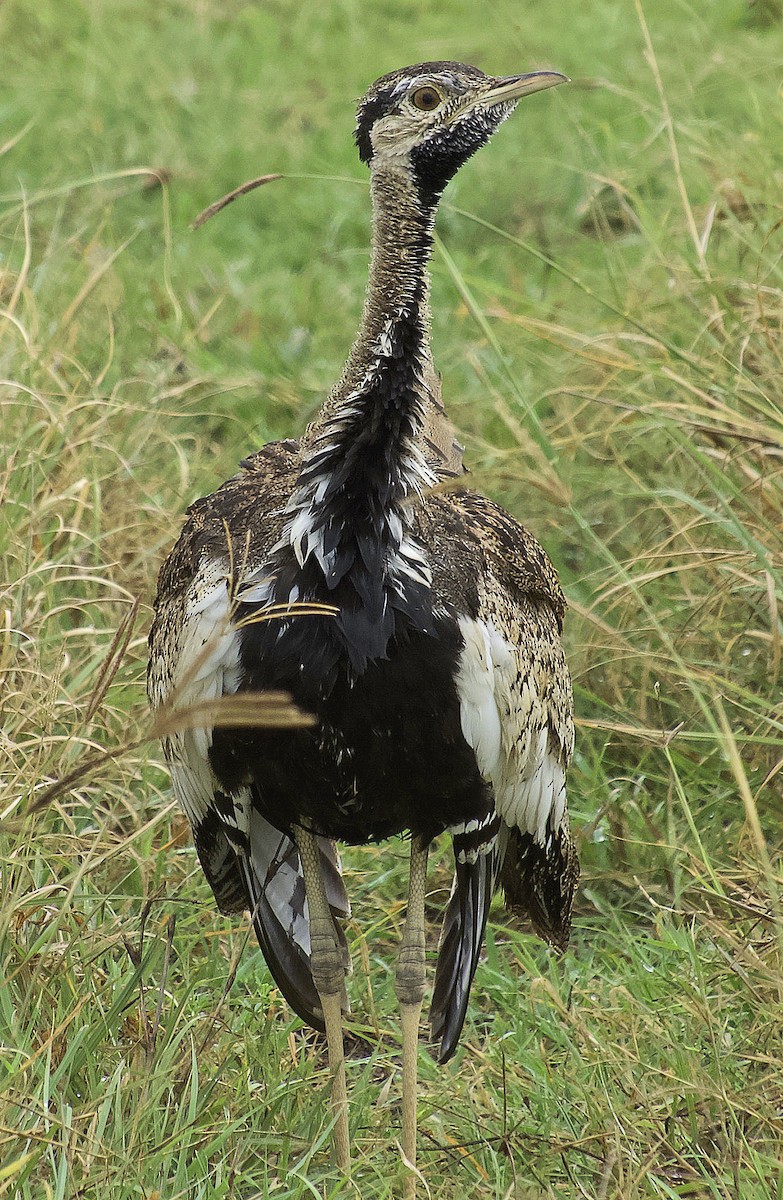 Black-bellied Bustard - ML641677356
