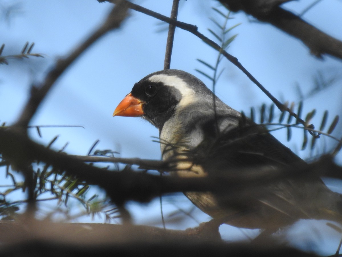 Golden-billed Saltator - ML641677368