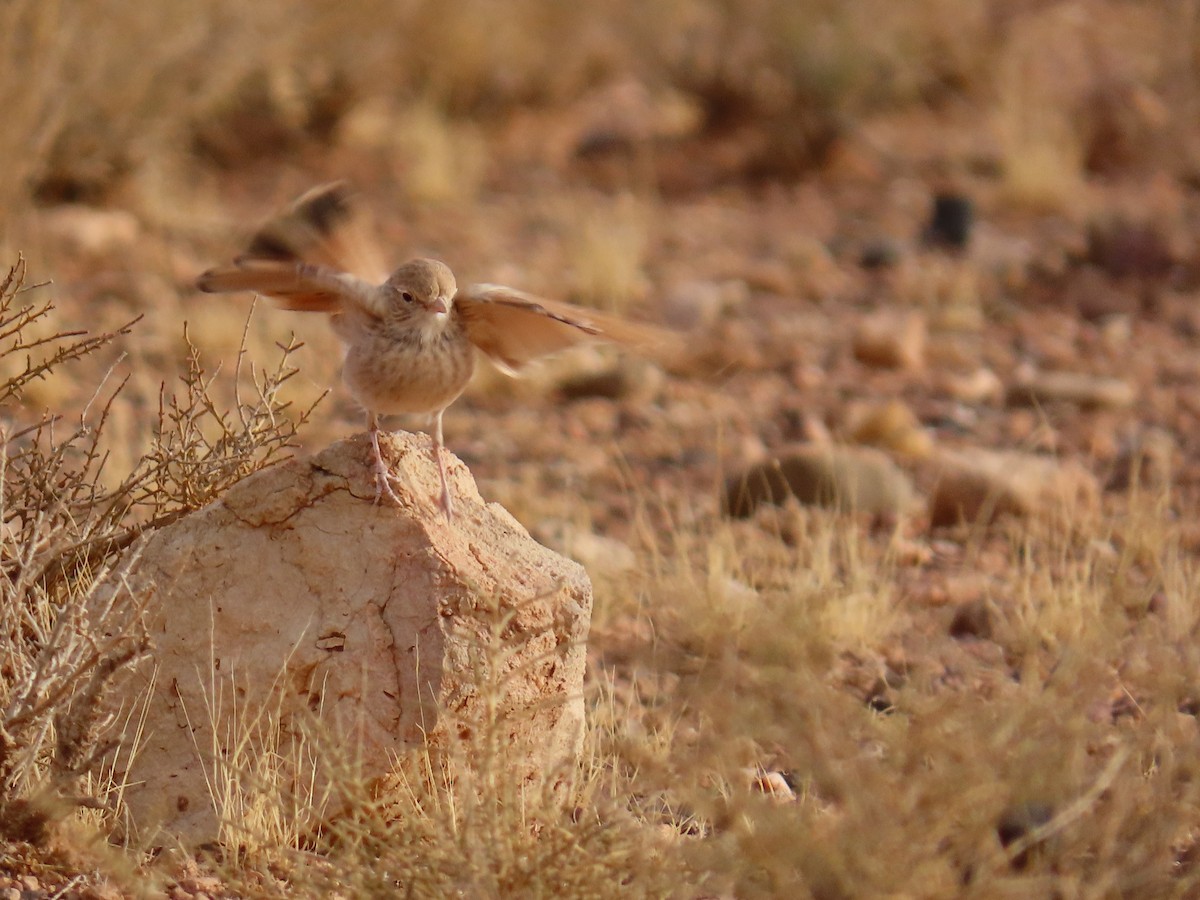 Bar-tailed Lark - ML641677412