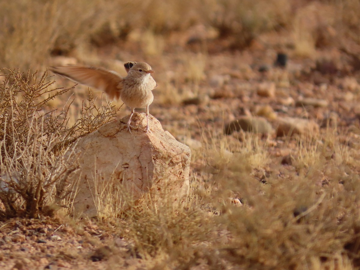 Bar-tailed Lark - ML641677413