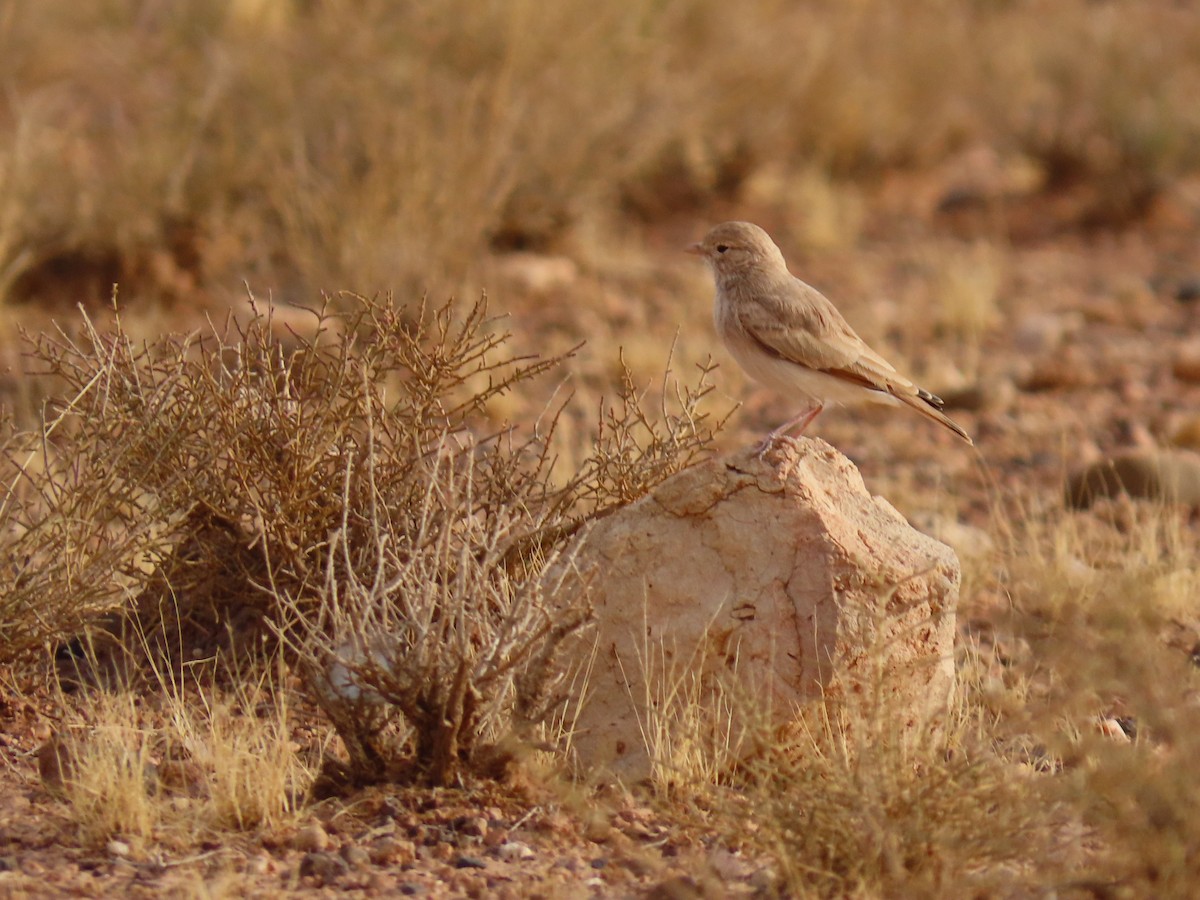 Bar-tailed Lark - ML641677414