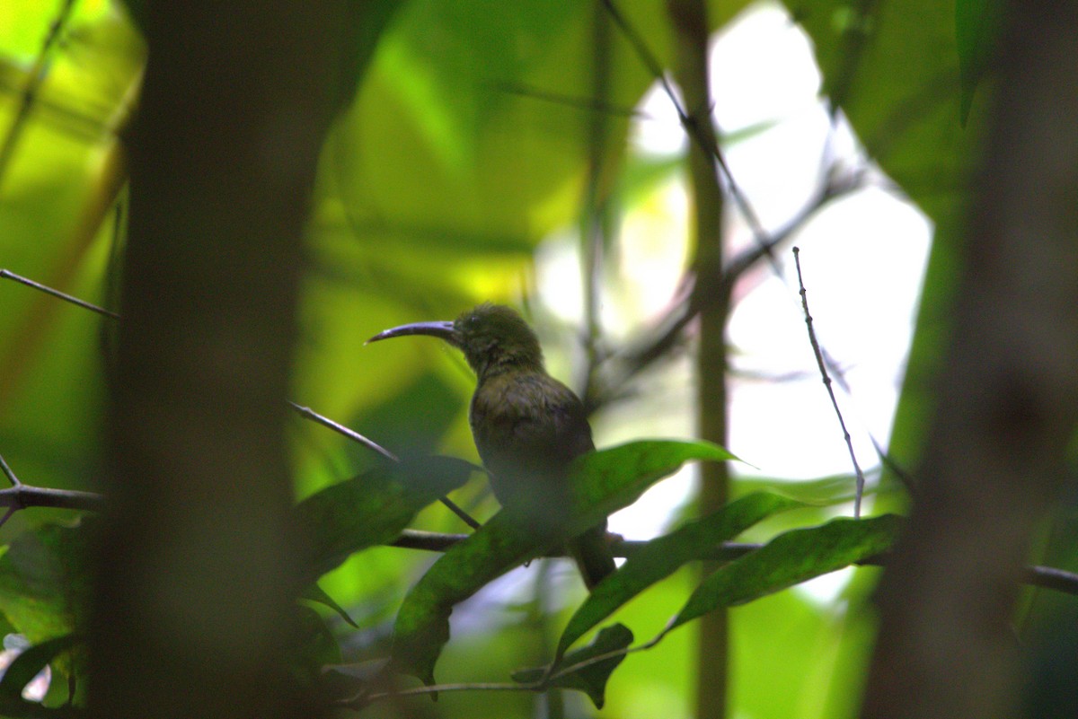 Gray-breasted Spiderhunter - ML641677416