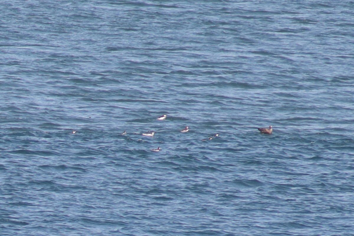 崖海鴉 - ML641677417