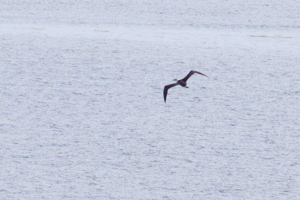 Northern Gannet - ML641677433