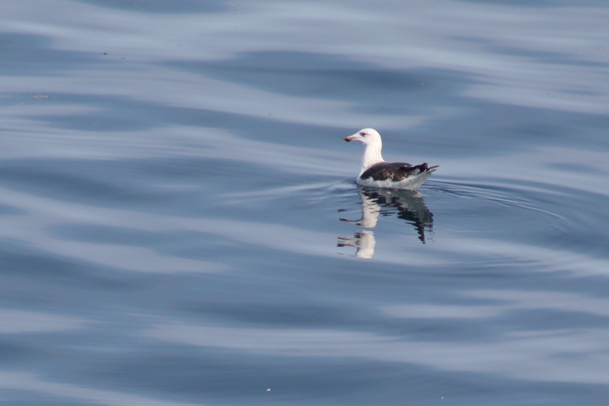 Great Black-backed Gull - ML641677442
